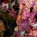 pipefish_ghost_thin_mid_h_0705_png1373.jpg